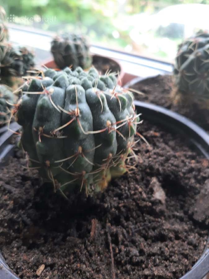 Įvairūs kaktusai ir stambiažiedė stapelija - nuotraukos Nr. 5