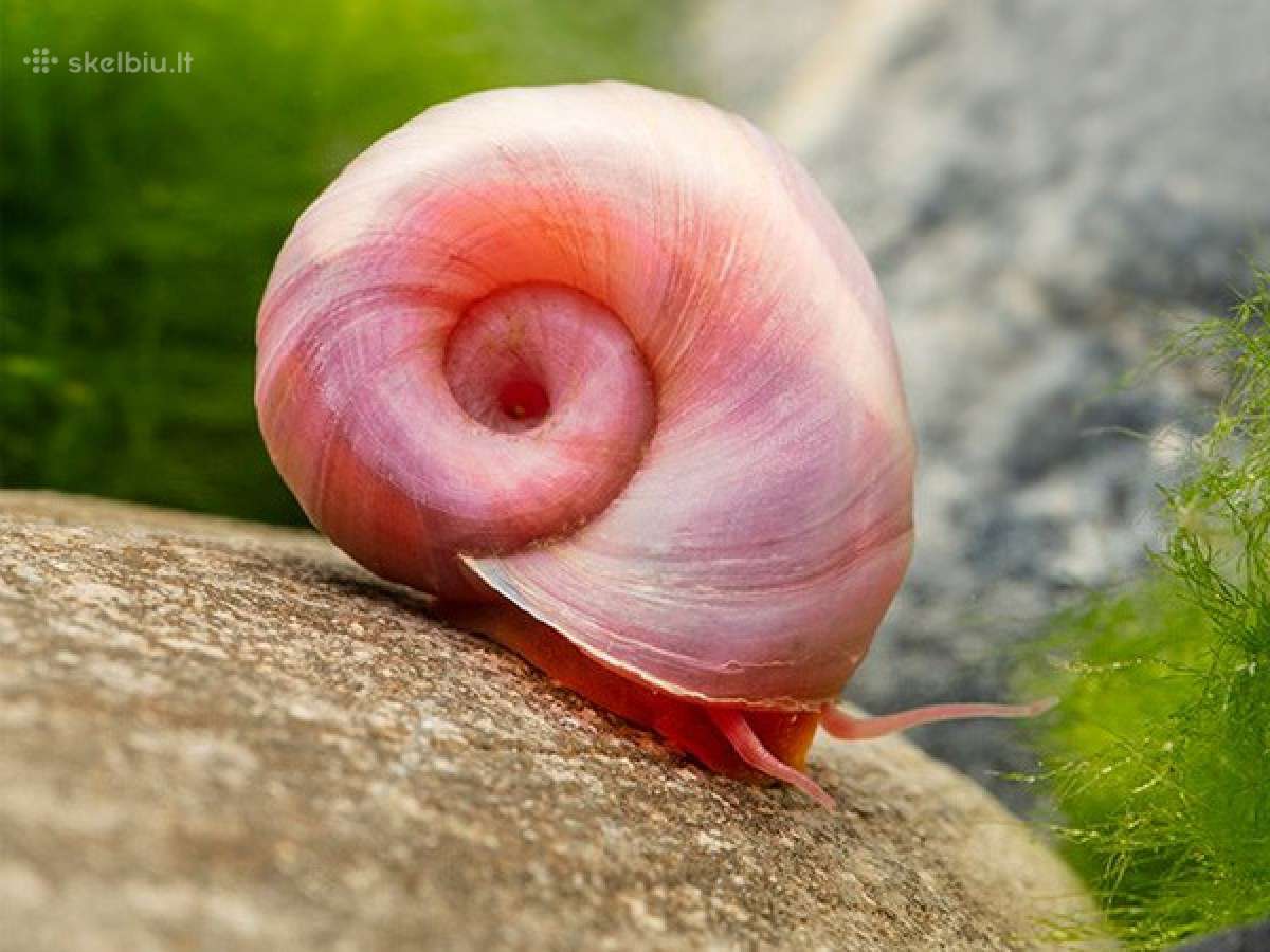 Spalvotos akvariumo sraiges - nuotraukos Nr. 3