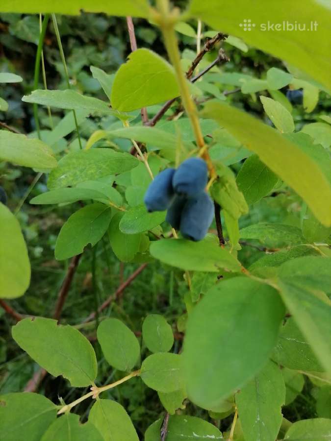 Sausmedis, Medelynas Vilniuje - nuotraukos Nr. 11