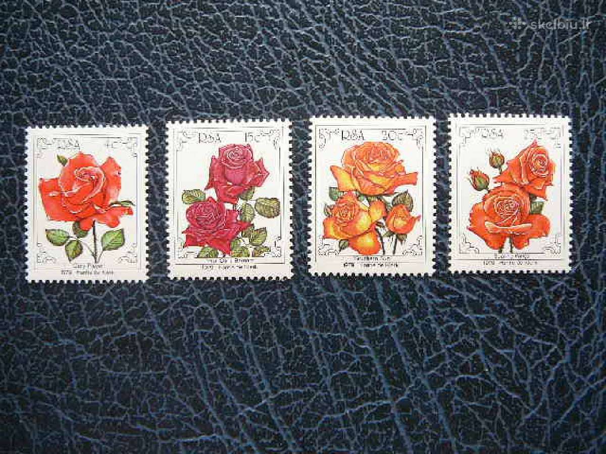 Rozes Geles Pietu Afrikos R. svarus rsa562