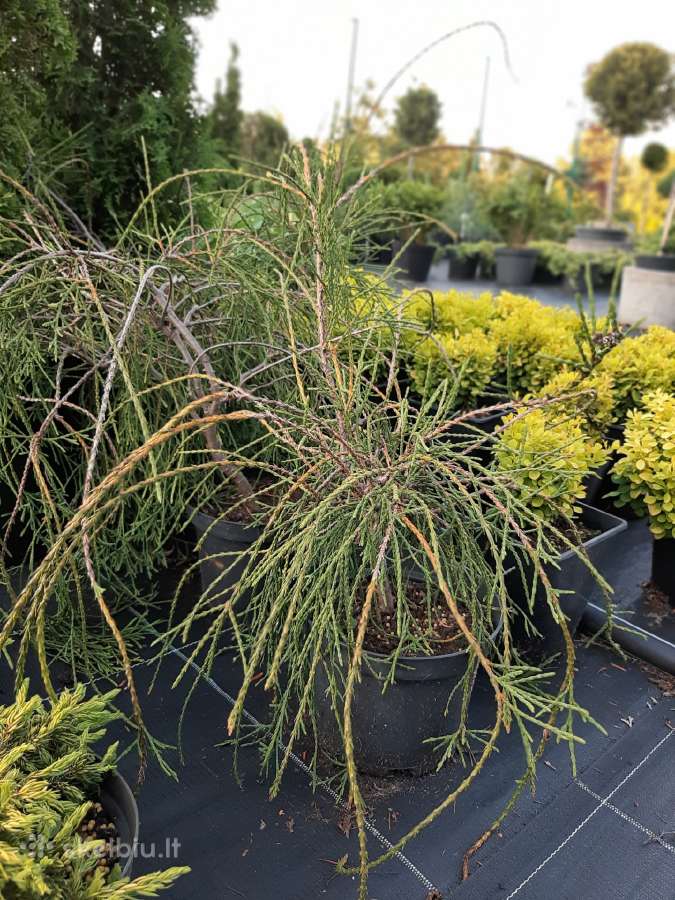 Siūlinės, išskirtinės "Filiformis" tujos