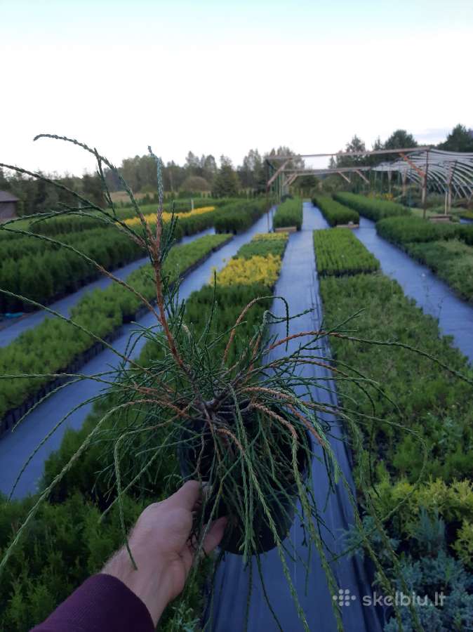 Siūlinės, išskirtinės "Filiformis" tujos - nuotraukos Nr. 4