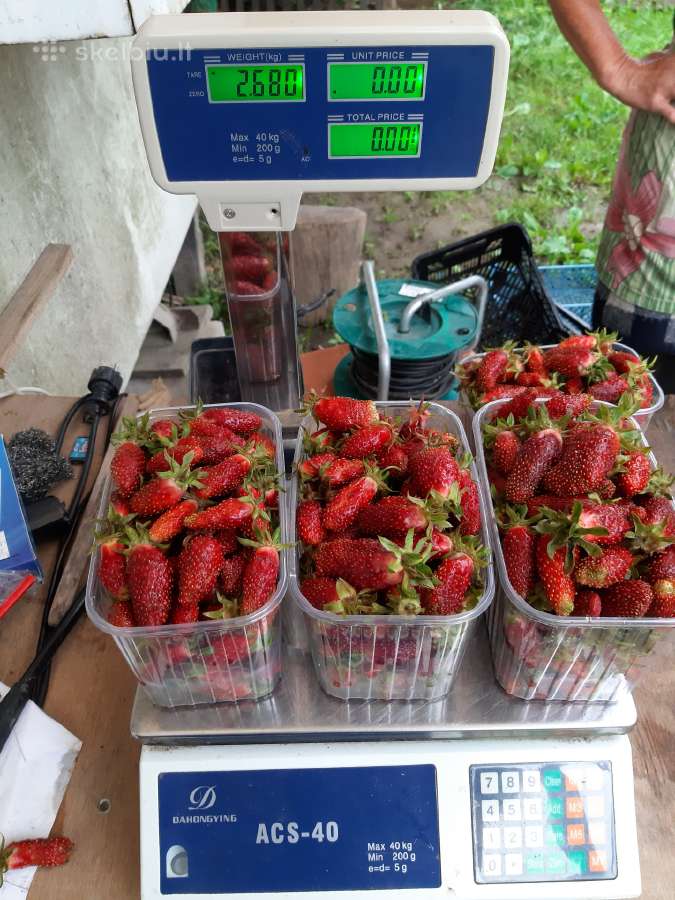 Žemuogių,braškių daigai ,zemklunika kupčicha, - nuotraukos Nr. 12