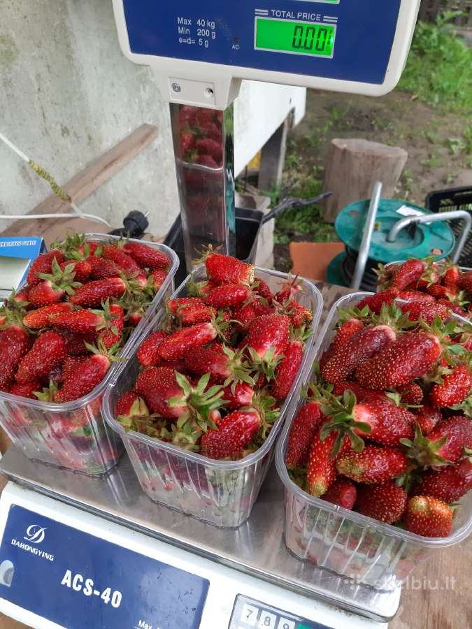 Žemuogių,braškių daigai ,zemklunika kupčicha, - nuotraukos Nr. 14