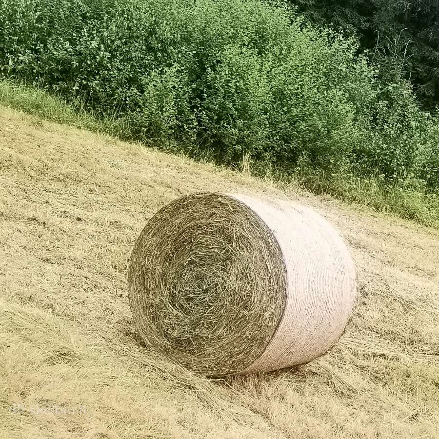 Šienas rulonais