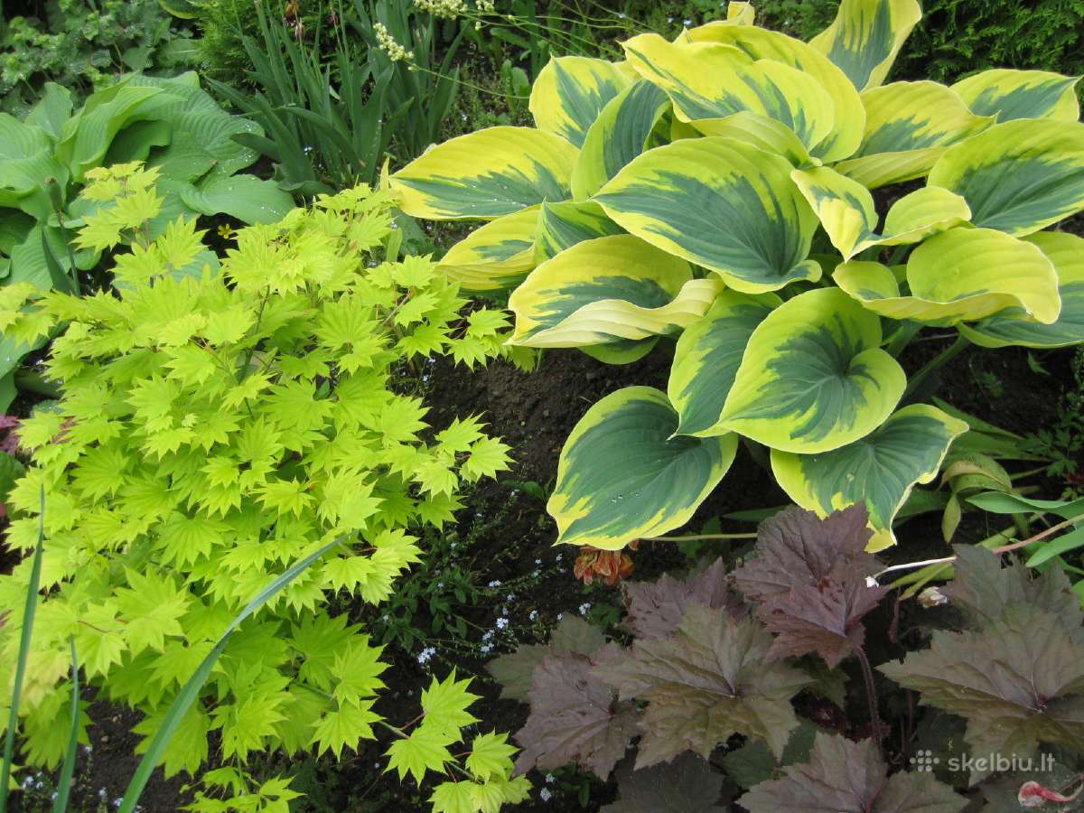 Parduodu melsves (hosta) ir pavėsio augalus - nuotraukos Nr. 16