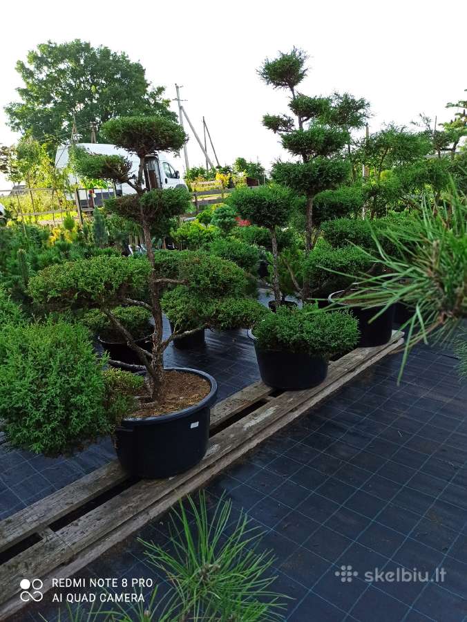 Dekoratyviniai Augalai.pusys.bonsai. - nuotraukos Nr. 21