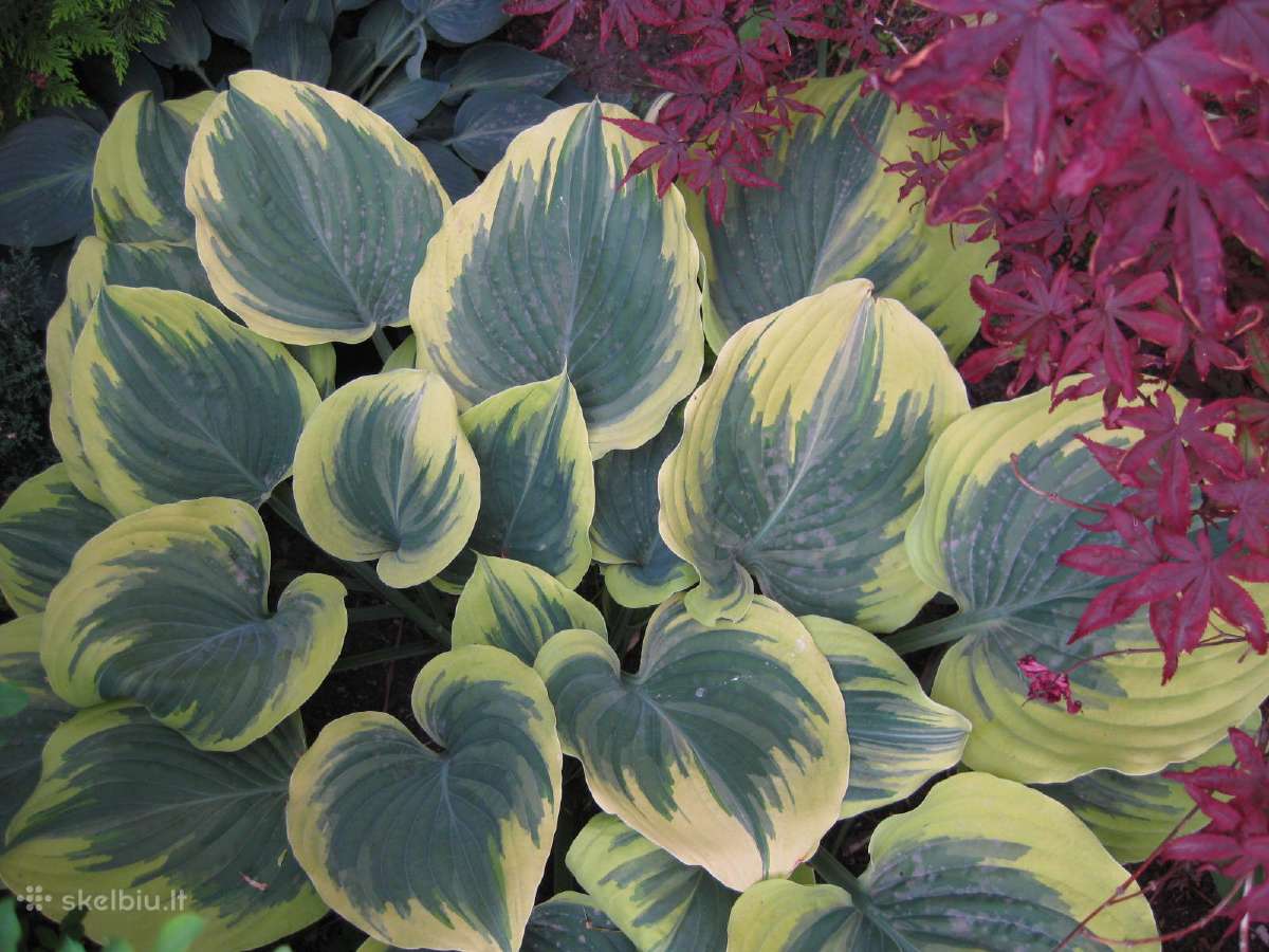 Parduodu melsves (hosta) ir pavėsio augalus - nuotraukos Nr. 23