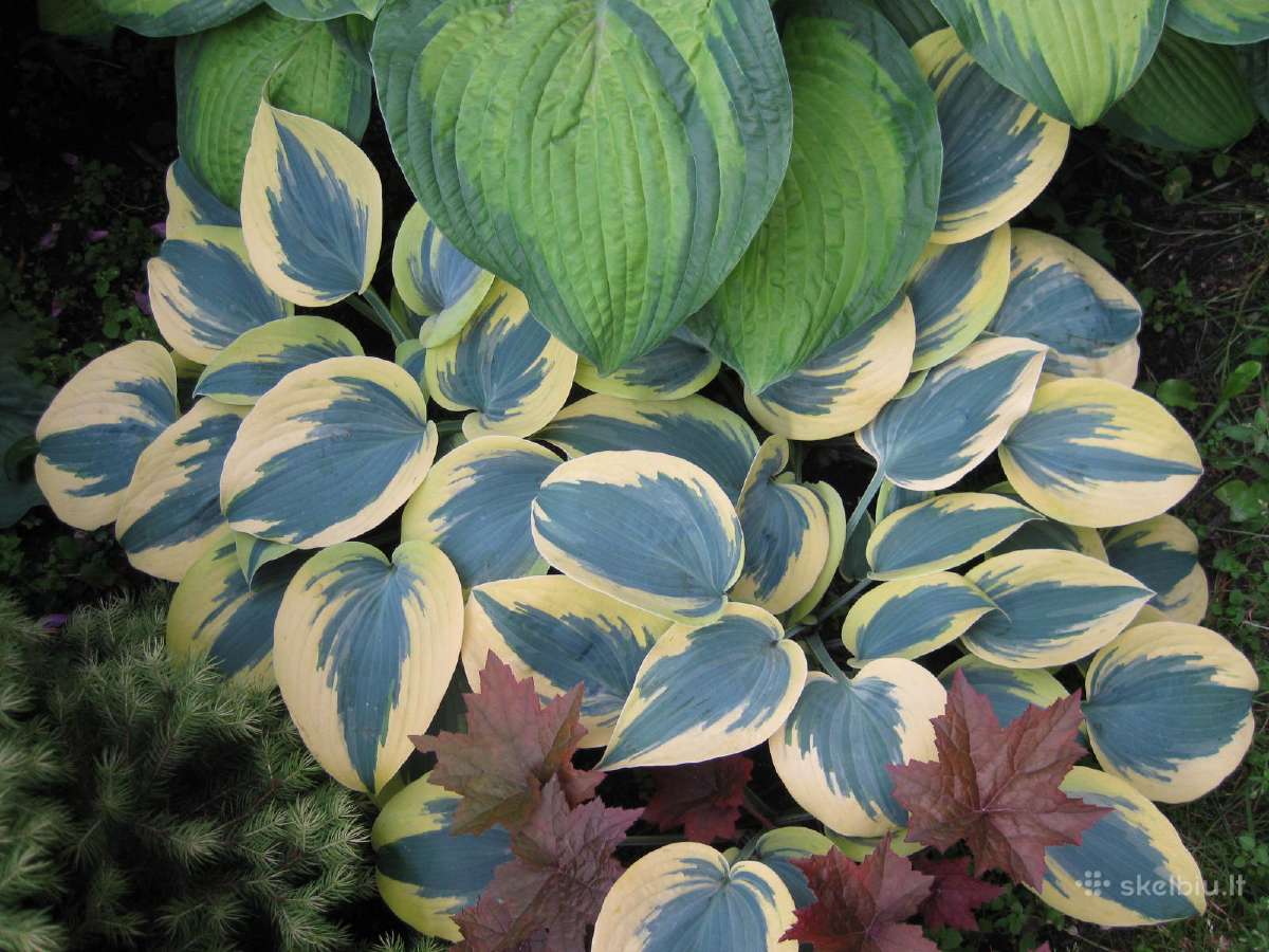 Parduodu melsves (hosta) ir pavėsio augalus - nuotraukos Nr. 25