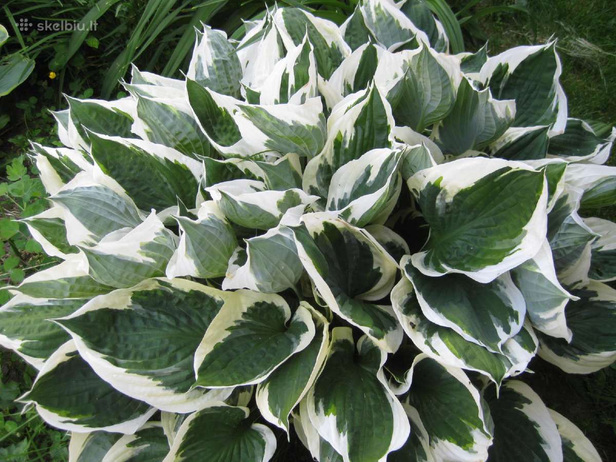 Parduodu melsves (hosta) ir pavėsio augalus - nuotraukos Nr. 26