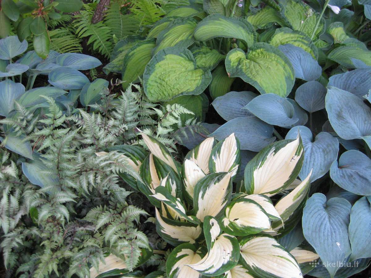 Parduodu melsves (hosta) ir pavėsio augalus - nuotraukos Nr. 29