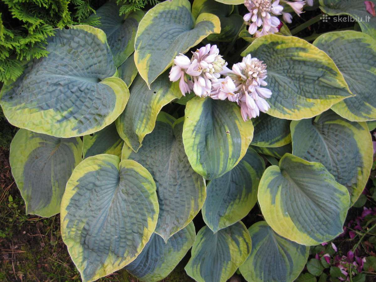 Parduodu melsves (hosta) ir pavėsio augalus - nuotraukos Nr. 24