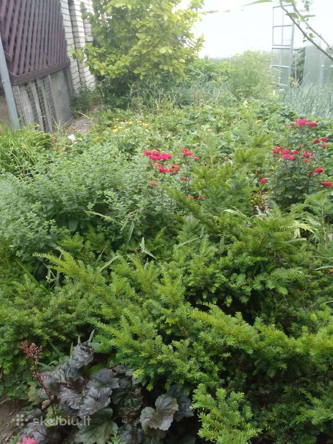 Parduodamos įvairios geles - nuotraukos Nr. 10