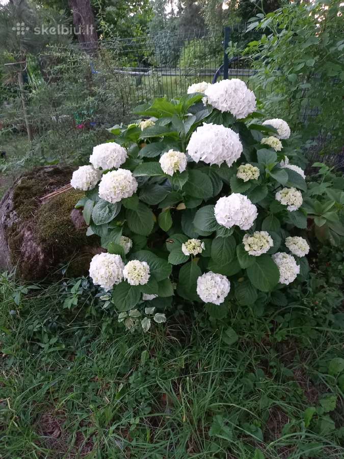 Hortenzijos - nuotraukos Nr. 8