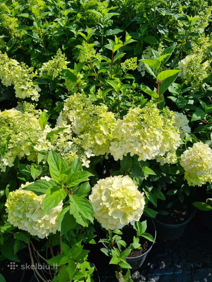 Hortenzijos šluotelinės,veigėlės - nuotraukos Nr. 5