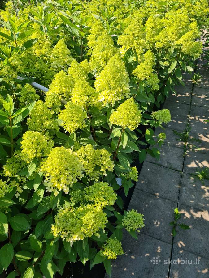 Hortenzijos šluotelinės,veigėlės - nuotraukos Nr. 6