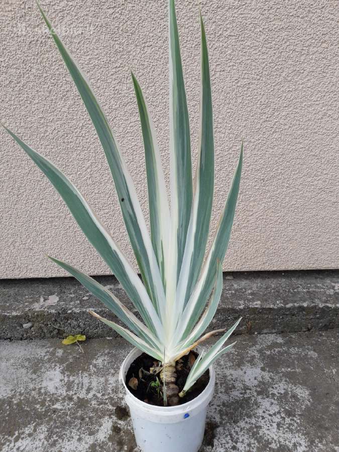 Irisas