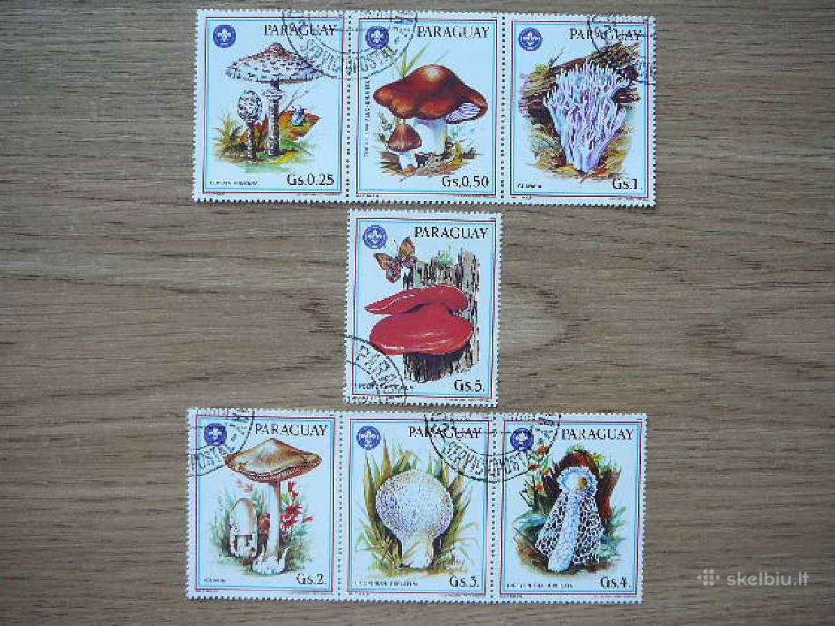 Grybai Paragvajus antsp. prg755