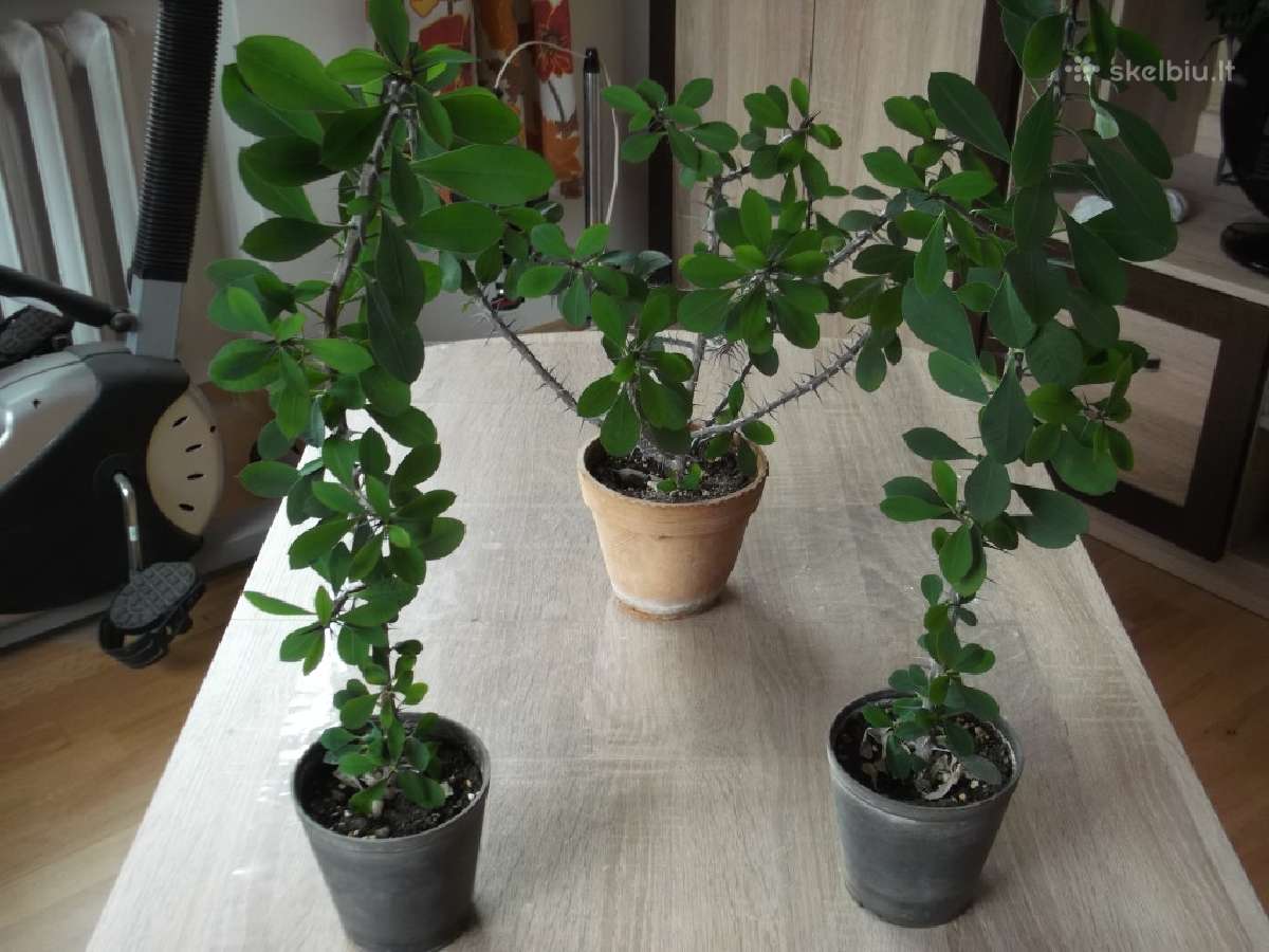 Karališkas kaktusas (karpažolė) ir kt. - nuotraukos Nr. 6