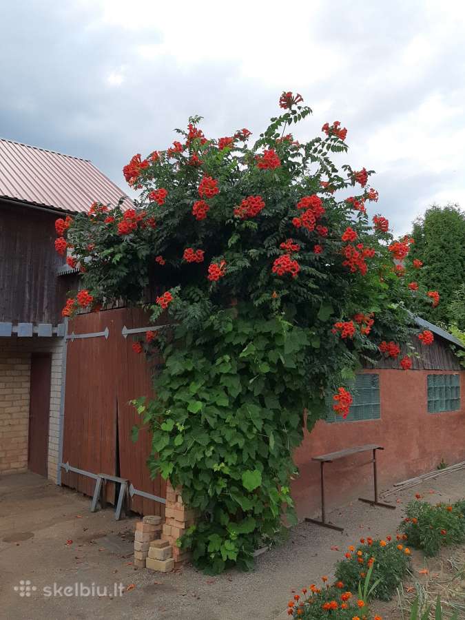 Parduodu sausmedžio Kamsio daigus puoduose