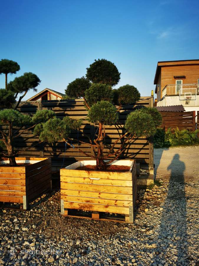 Formuoti Bonsai bonsas juodosios pušies bonsai - nuotraukos Nr. 5