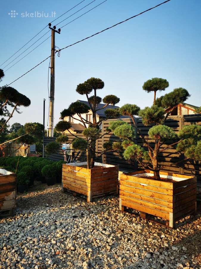 Formuoti Bonsai bonsas juodosios pušies bonsai - nuotraukos Nr. 6