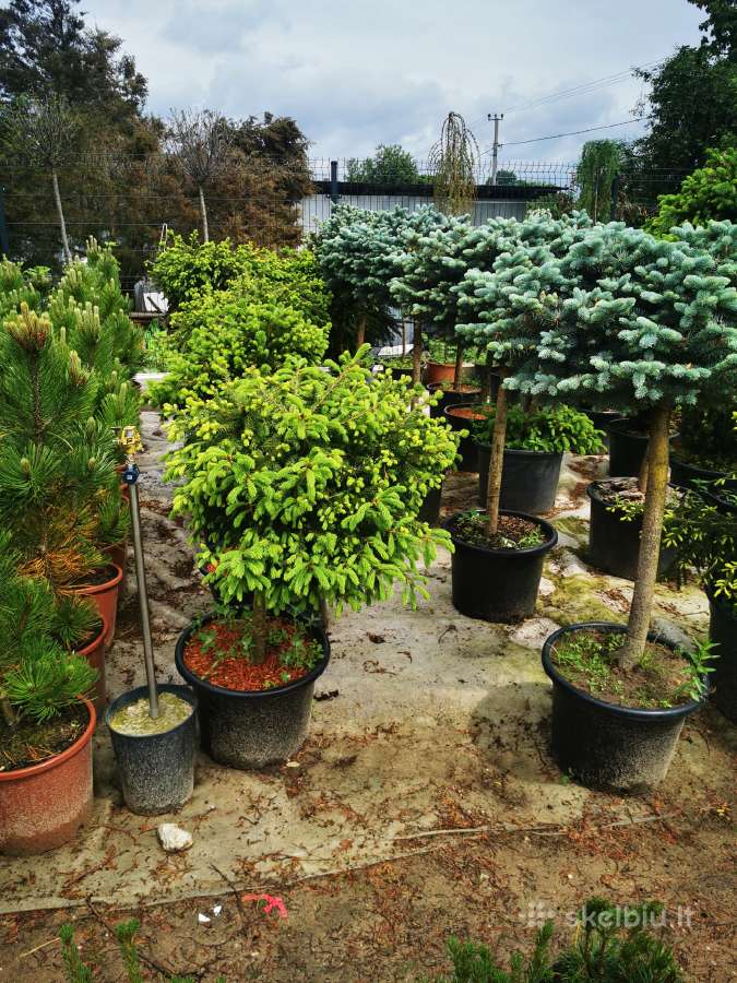 Formuoti Bonsai bonsas juodosios pušies bonsai - nuotraukos Nr. 10