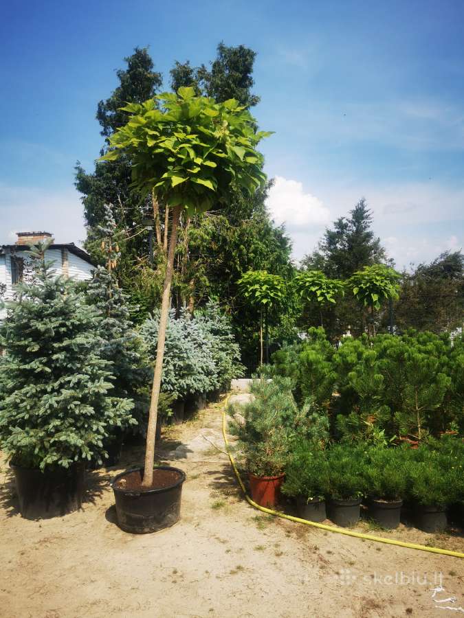 Formuoti Bonsai bonsas juodosios pušies bonsai - nuotraukos Nr. 12