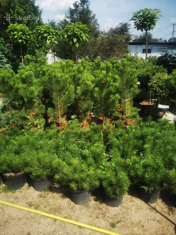 Formuoti Bonsai bonsas juodosios pušies bonsai - nuotraukos Nr. 13