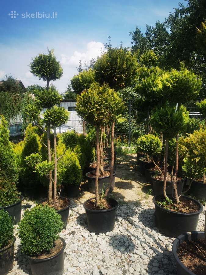 Formuoti Bonsai bonsas juodosios pušies bonsai - nuotraukos Nr. 14