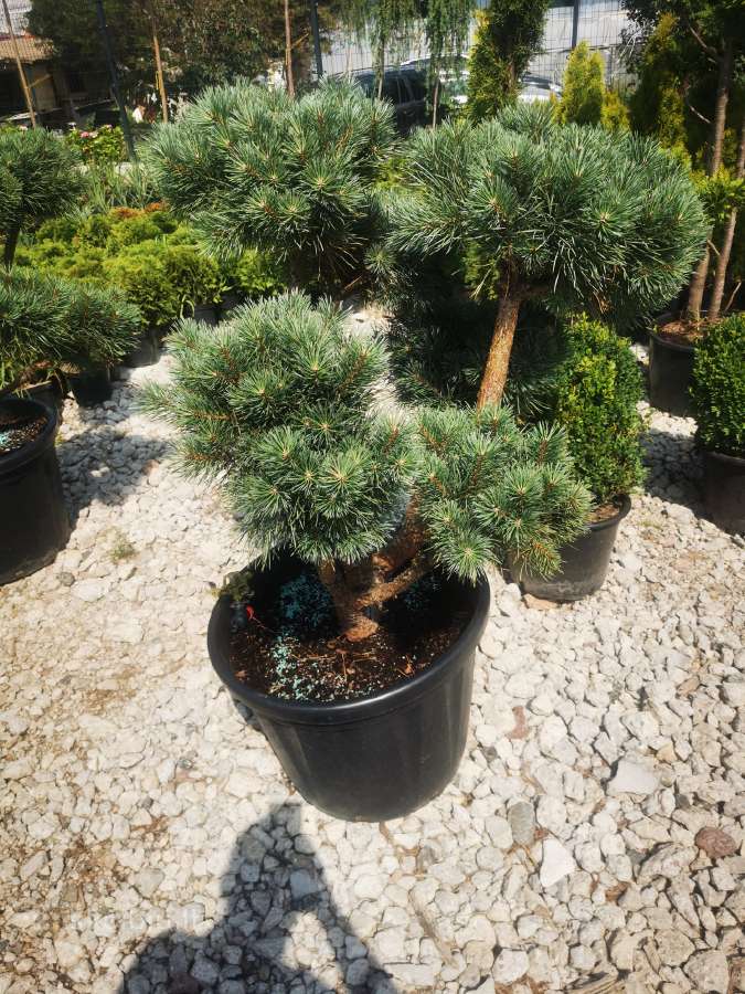 Formuoti Bonsai bonsas juodosios pušies bonsai - nuotraukos Nr. 7