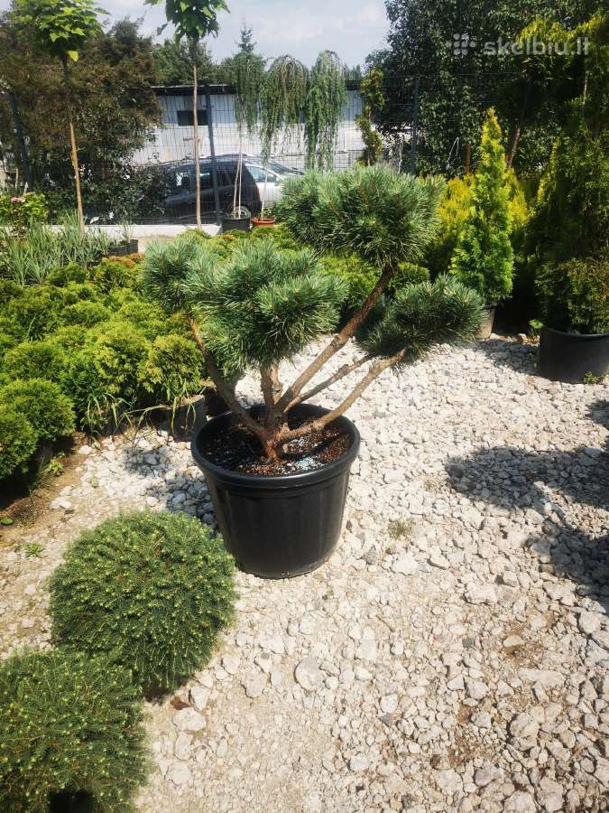 Formuoti Bonsai bonsas juodosios pušies bonsai - nuotraukos Nr. 9