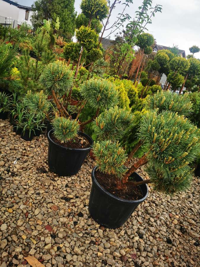 Formuoti Bonsai bonsas juodosios pušies bonsai - nuotraukos Nr. 3