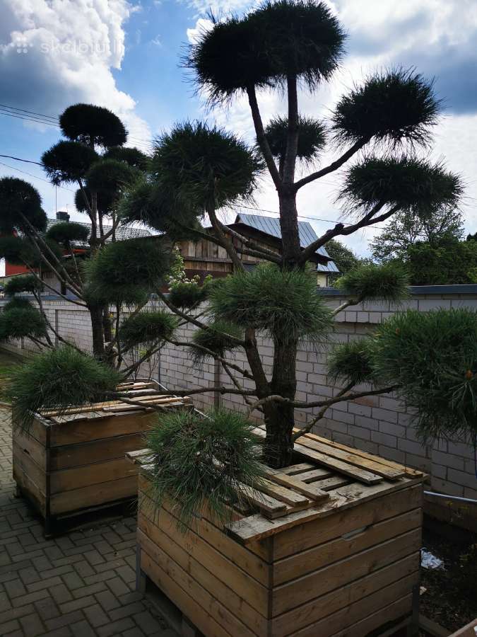 Formuoti Bonsai bonsas juodosios pušies bonsai - nuotraukos Nr. 16