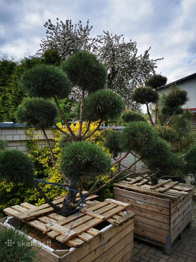 Formuoti Bonsai bonsas juodosios pušies bonsai - nuotraukos Nr. 17