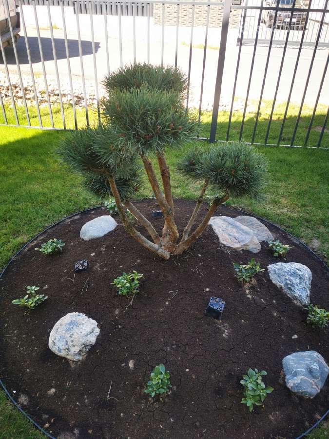 Formuoti Bonsai bonsas juodosios pušies bonsai - nuotraukos Nr. 18