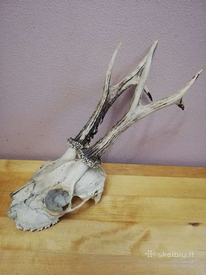 Seni ragai