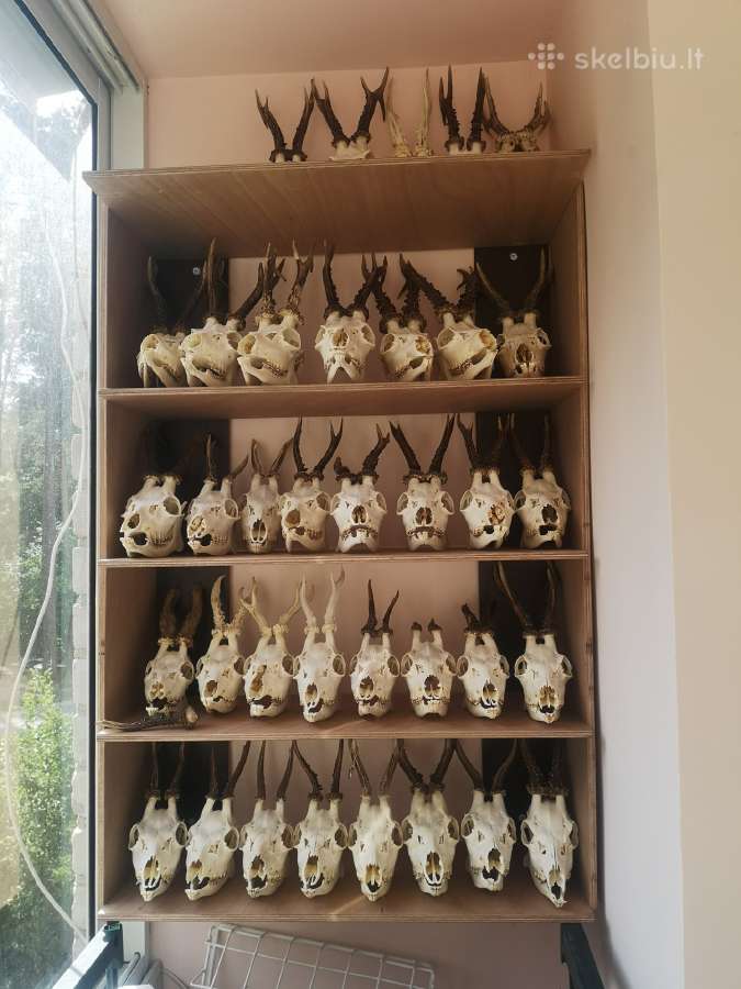 Stirninu kaukoles su ragais. - nuotraukos Nr. 5