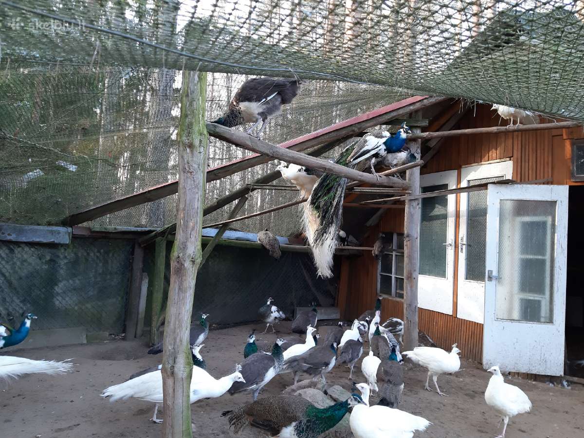 Įvairių rūšių povai,fazanai - nuotraukos Nr. 5