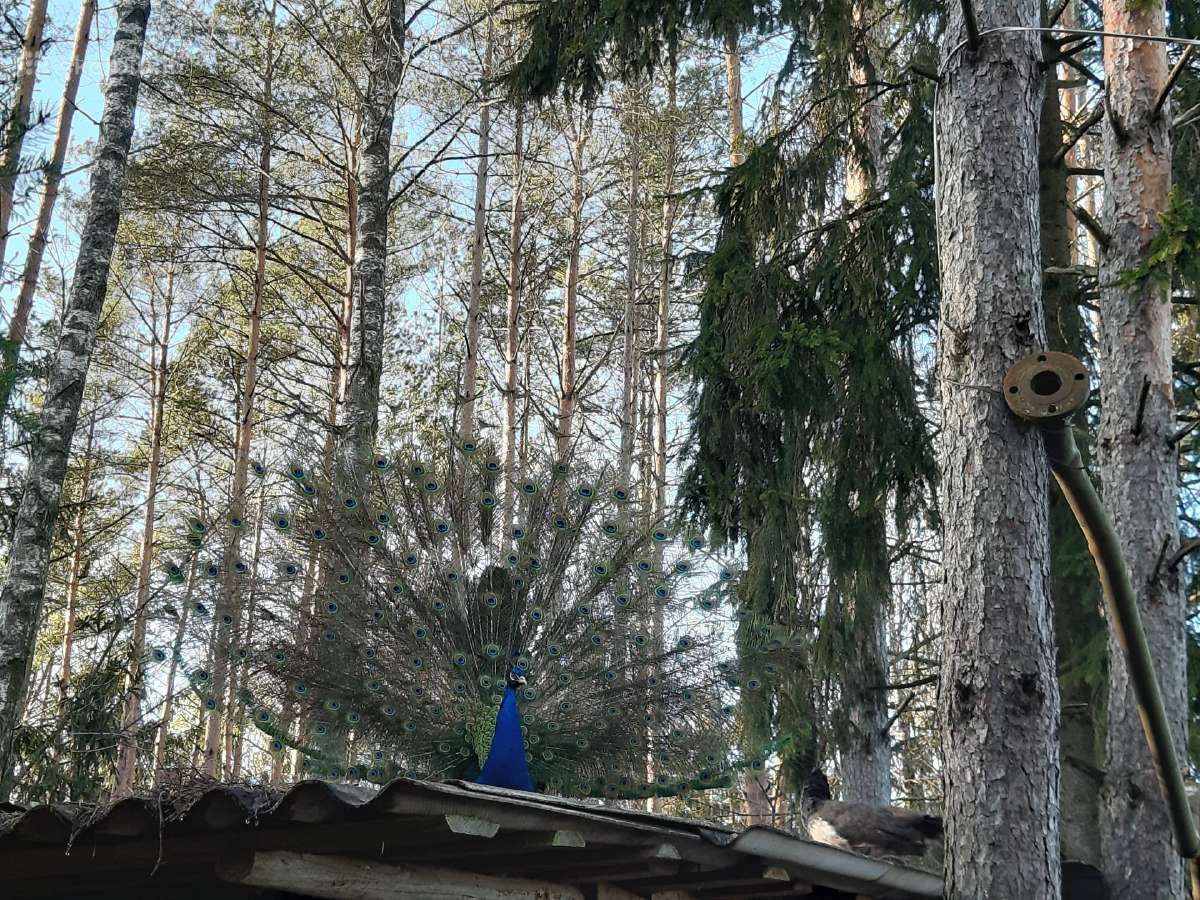 Įvairių rūšių povai,fazanai - nuotraukos Nr. 6