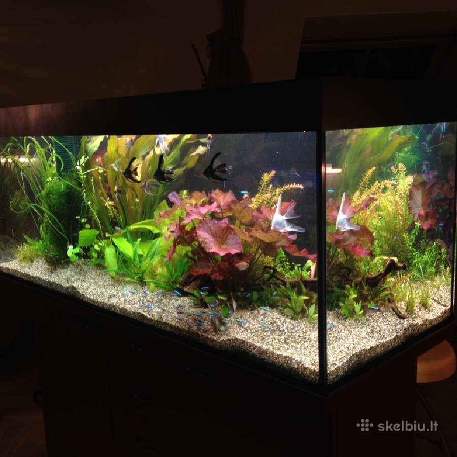 Gėlavandenių ir jūrinių akvariumų gamyba. - nuotraukos Nr. 3
