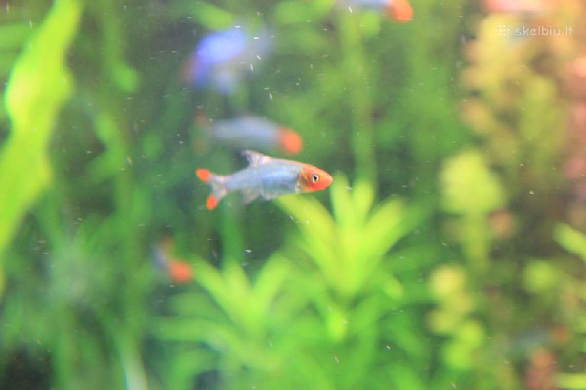 Gėlavandenių ir jūrinių akvariumų gamyba. - nuotraukos Nr. 5