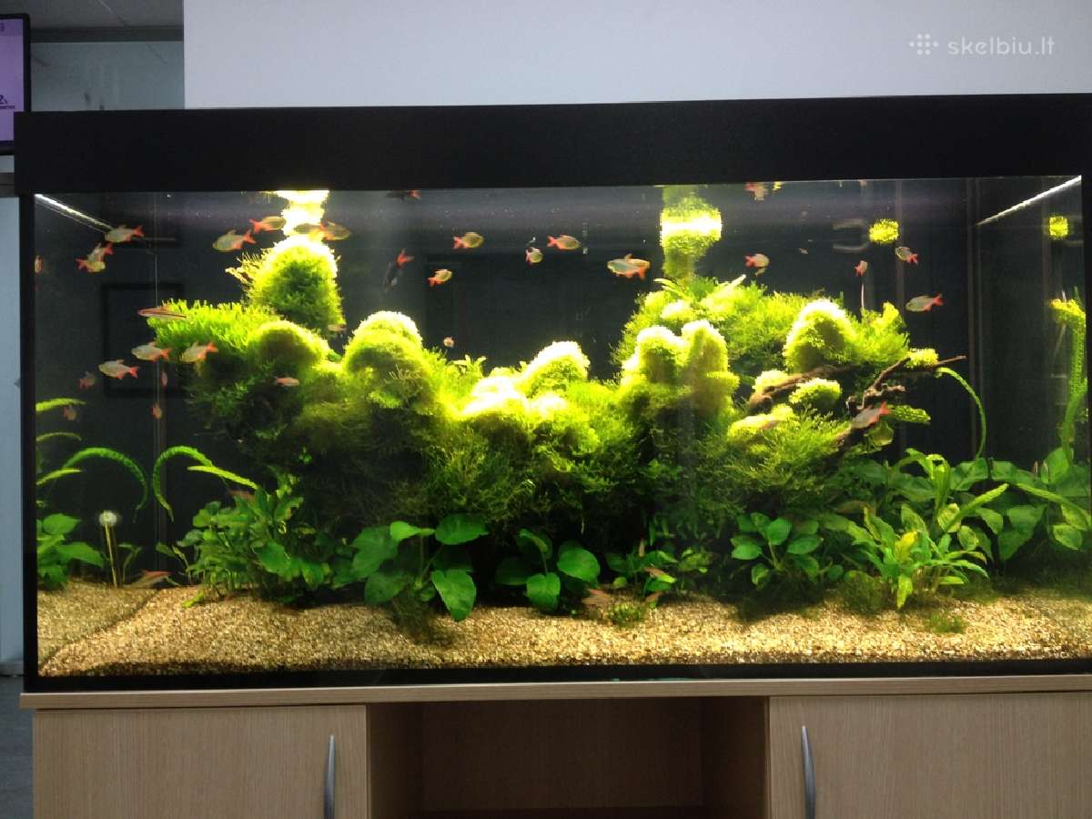 Gėlavandenių ir jūrinių akvariumų gamyba. - nuotraukos Nr. 6