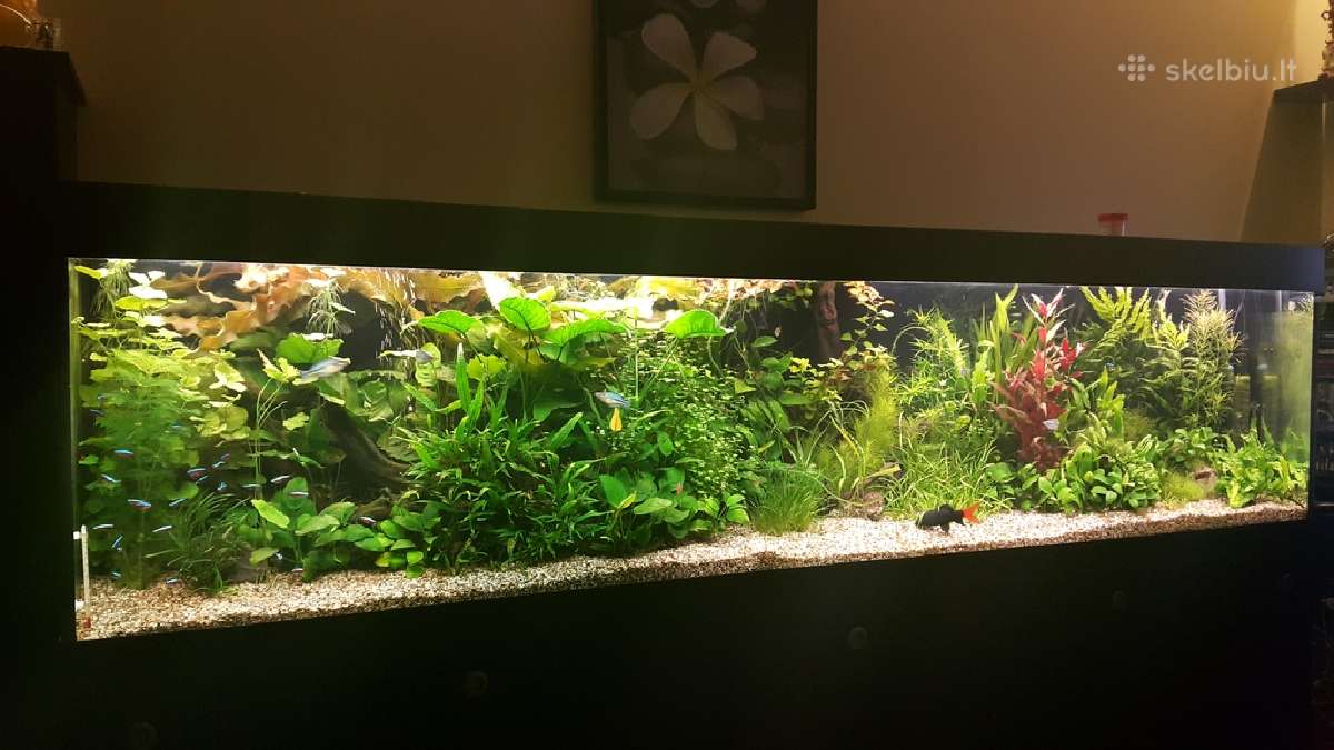 Gėlavandenių ir jūrinių akvariumų gamyba. - nuotraukos Nr. 7