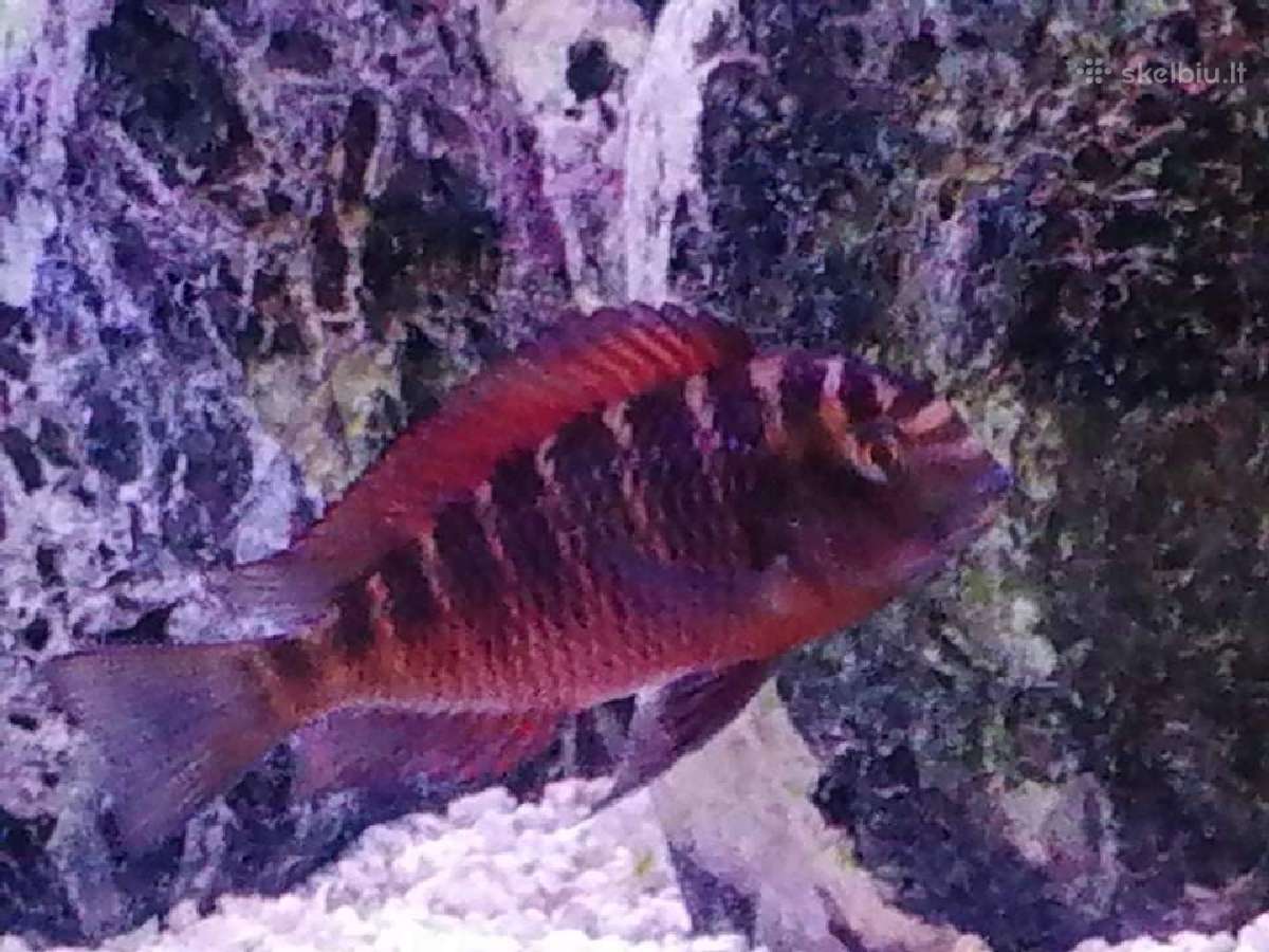 Tropheus Duboisi - nuotraukos Nr. 10