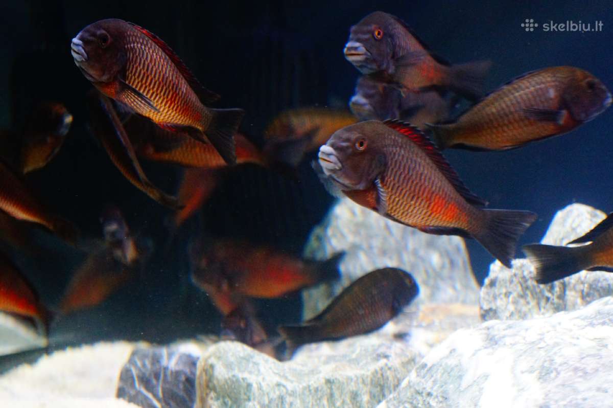 Tropheus Duboisi - nuotraukos Nr. 7