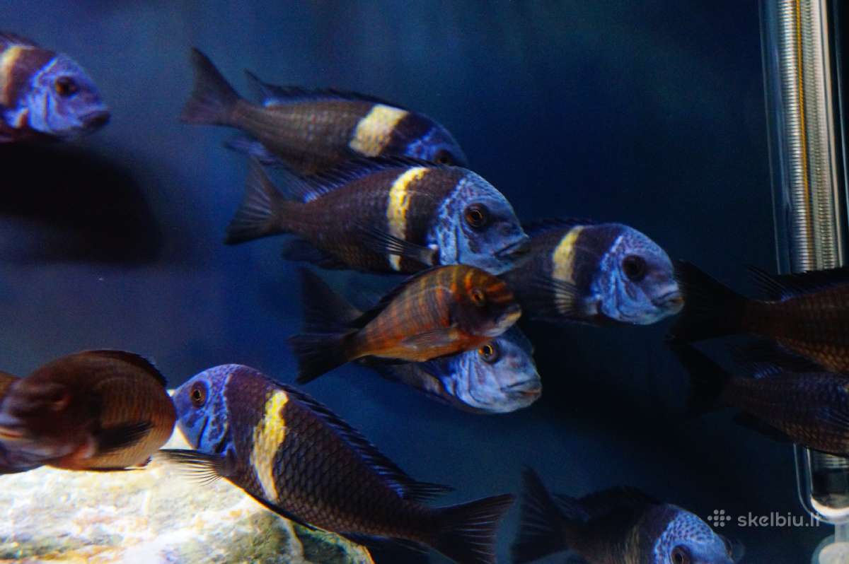 Tropheus Duboisi
