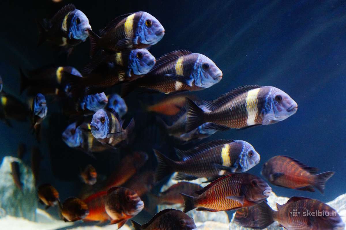 Tropheus Duboisi - nuotraukos Nr. 2