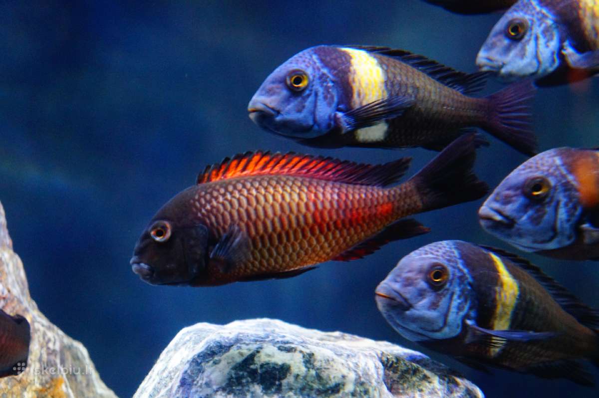 Tropheus Duboisi - nuotraukos Nr. 4