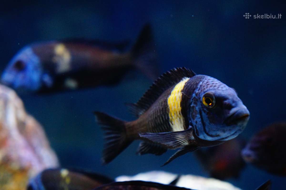 Tropheus Duboisi - nuotraukos Nr. 3
